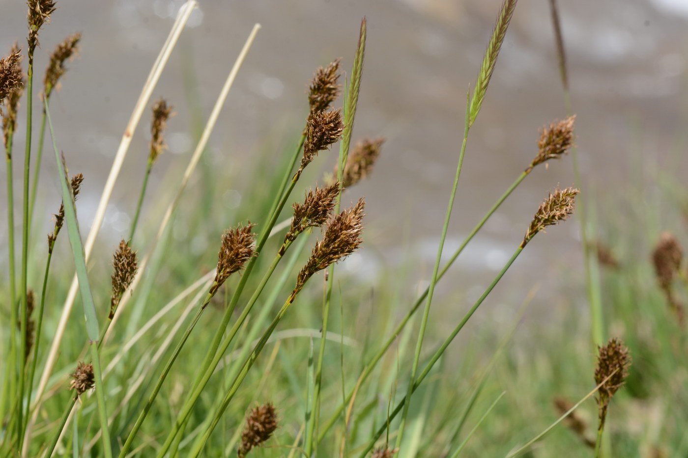 Image of Kobresia stenocarpa specimen.