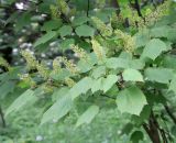 Смотреть изображение Acer spicatum