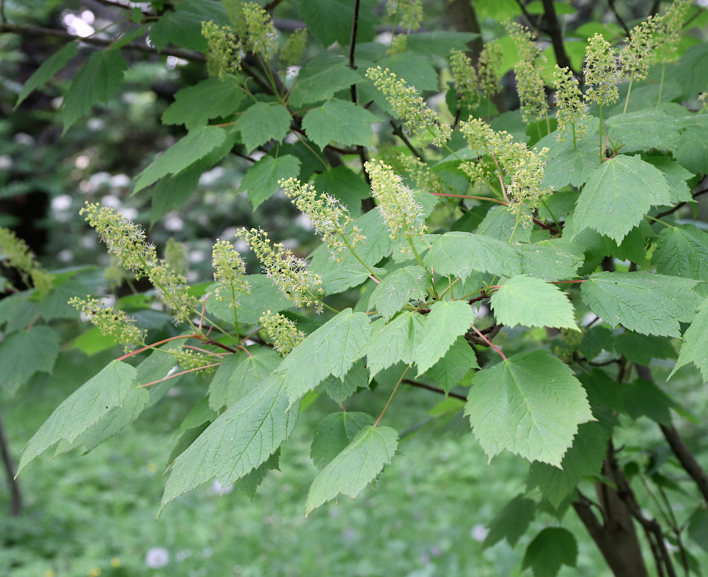 Изображение особи Acer spicatum.