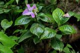 genus Hydrangea. Верхушка мокрого побега с соцветием. Китай, провинция Гуанси, рисовые террасы Лунцзи, смешанный лес. 29.05.2024.