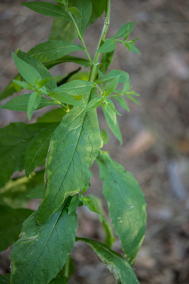 Image of Arabis pendula specimen.