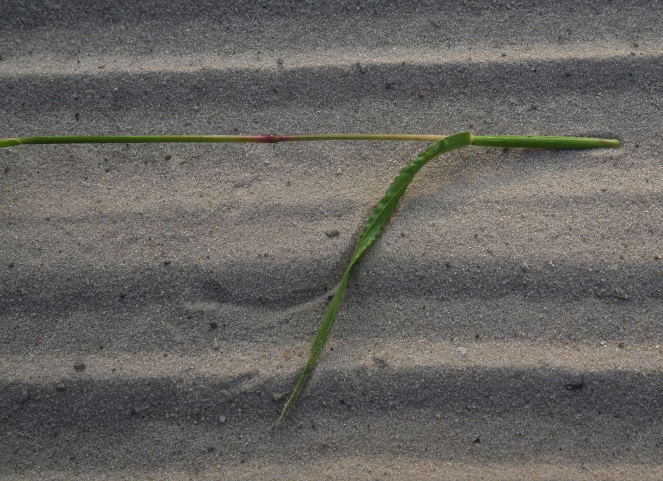 Image of Setaria pumila specimen.