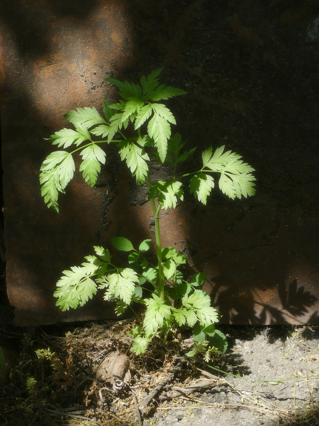 Image of familia Apiaceae specimen.