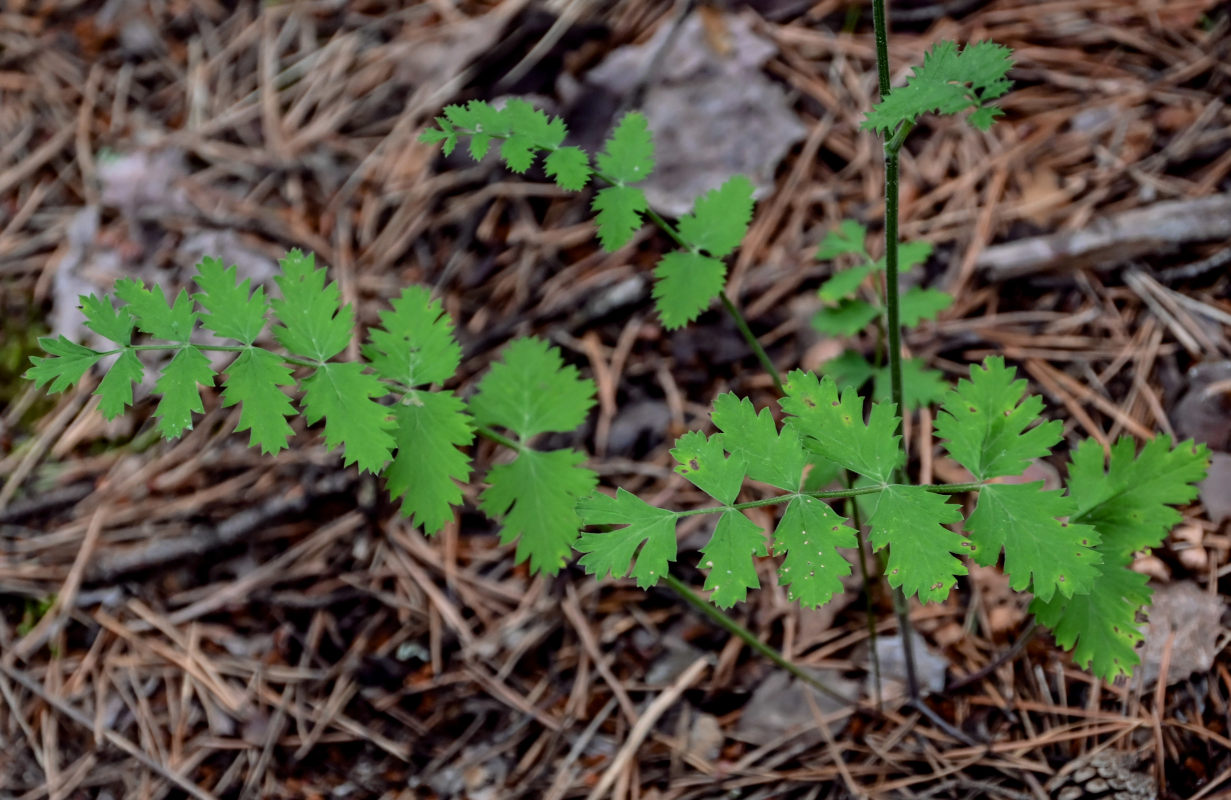 Image of Pimpinella saxifraga specimen.