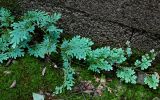 Selaginella willdenowii. Побеги спороносящего (?) растения. Китай, Гуанси-Чжуанский автономный р-н, г. Синпин, опушка широколиственного леса, поросший мхами глинистый склон, у подножия старой каменной стены. 01.06.2024.