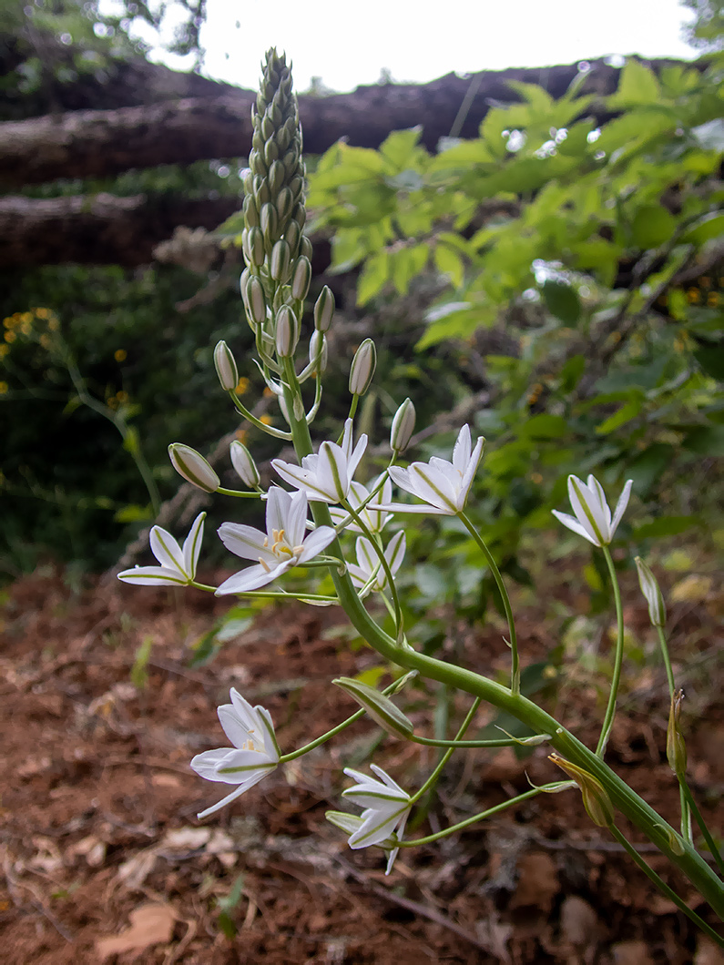 Image of Ornithogalum ponticum specimen.