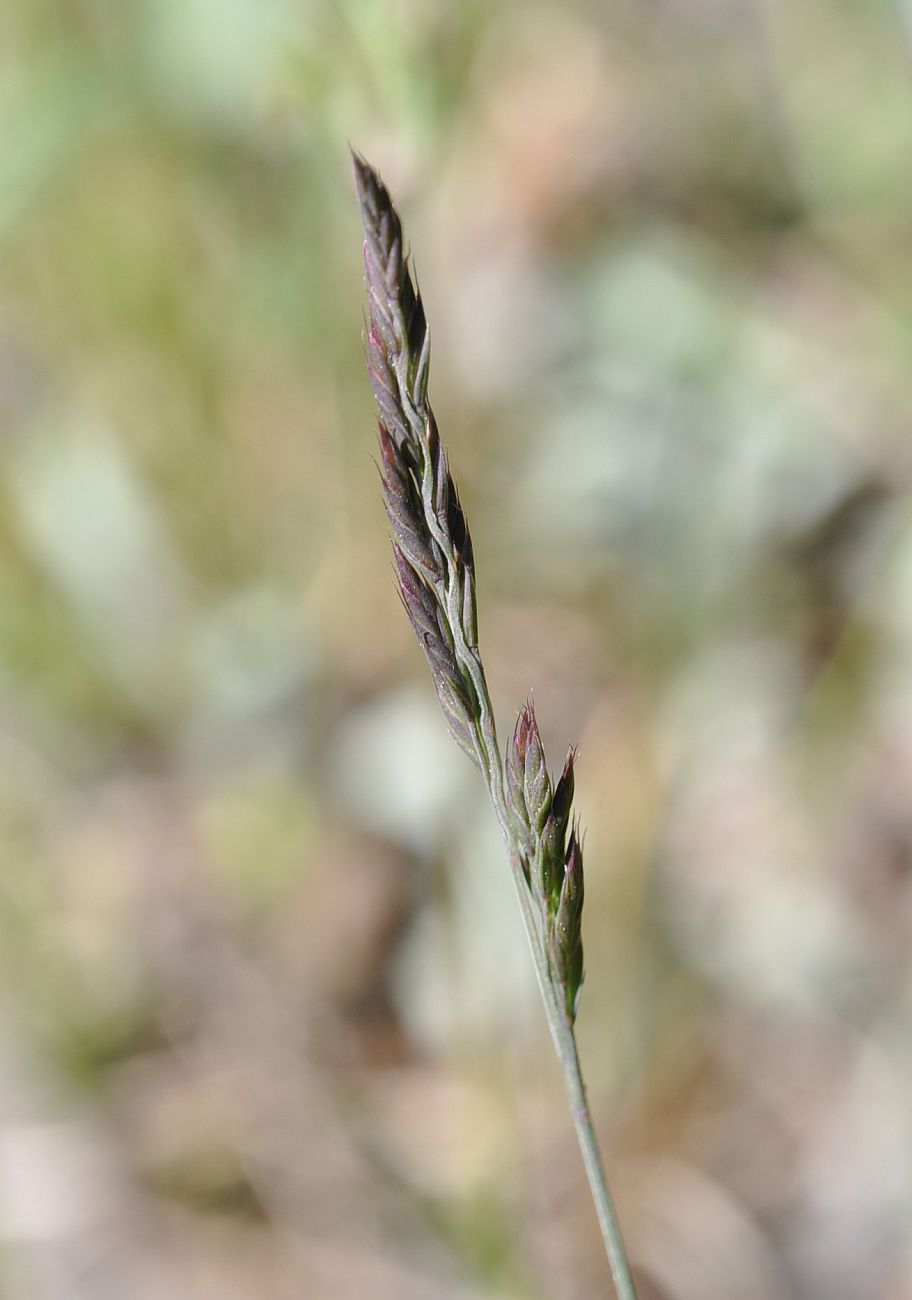 Изображение особи род Festuca.