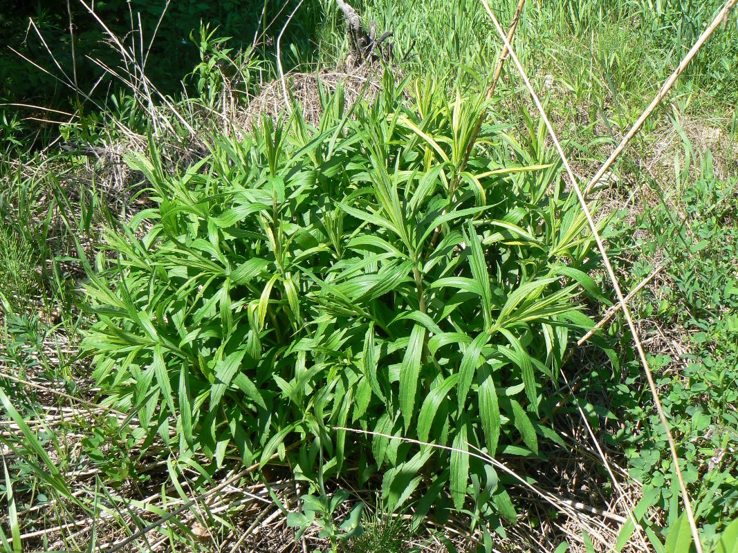 Изображение особи Solidago canadensis.