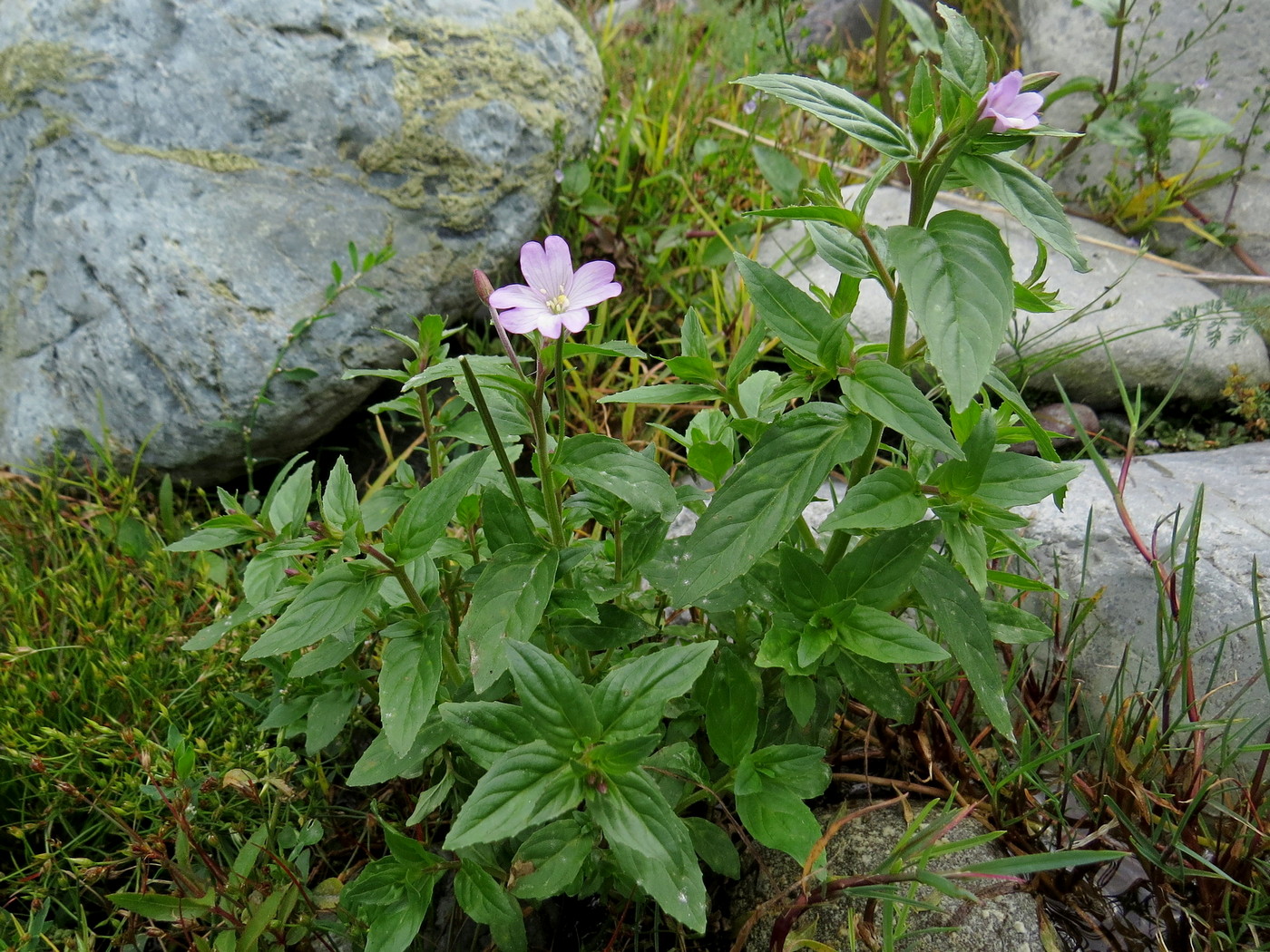 Изображение особи Epilobium algidum.