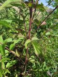 Eupatorium cannabinum