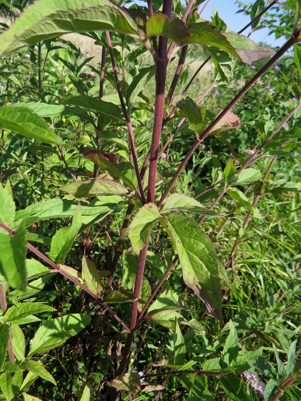 Изображение особи Eupatorium cannabinum.