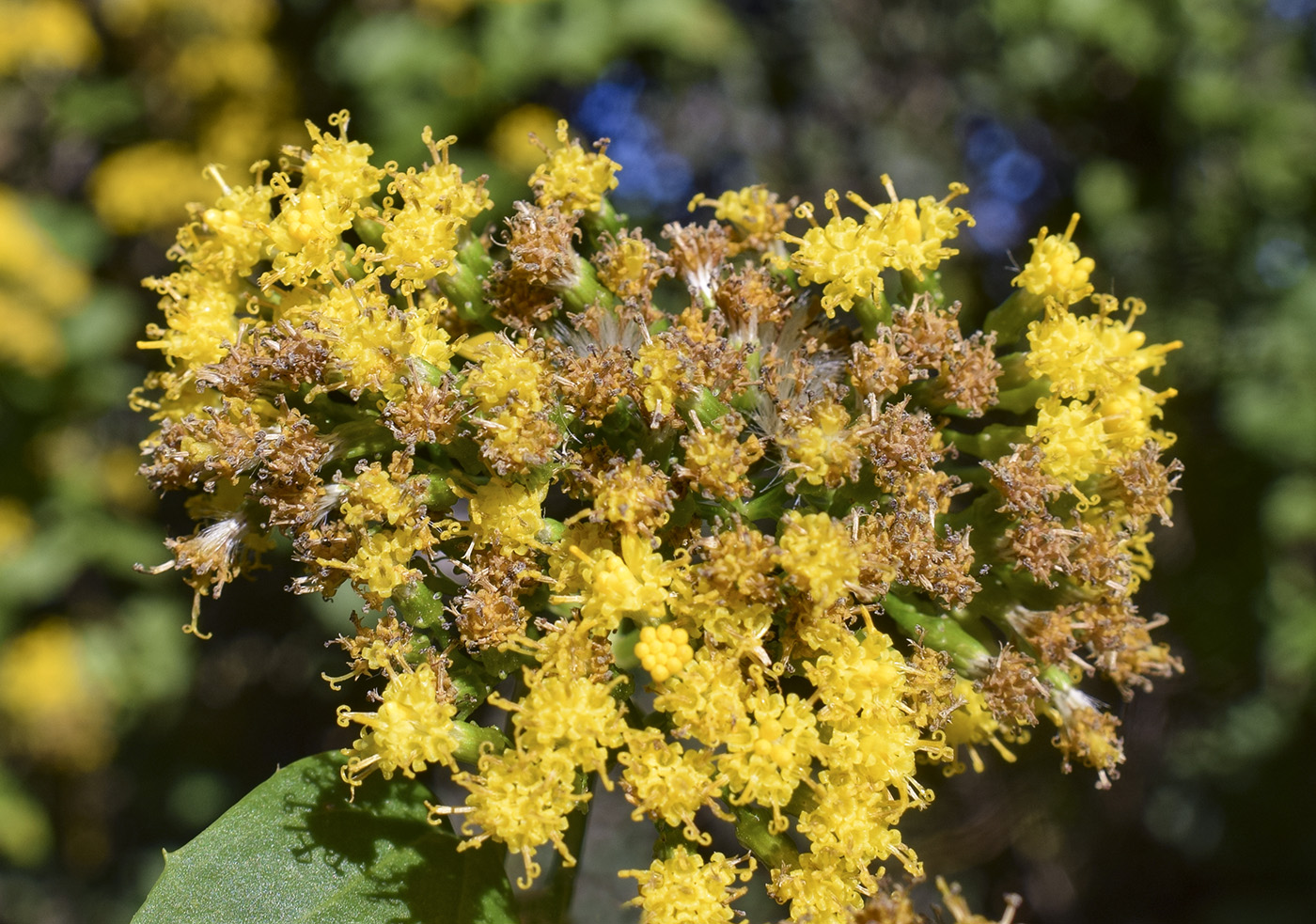 Image of Delairea odorata specimen.