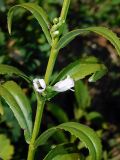 Physostegia virginiana