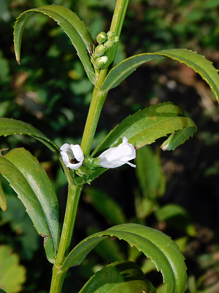 Изображение особи Physostegia virginiana.