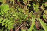 Sagina procumbens. Цветущее и плодоносящее растение в сообществе с Potentilla anserina и Persicaria(?). Ленинградская обл., Ломоносовский р-н, окр. Шепелёвского маяка; п-ов Каравалдай, берег Финского залива, щебнисто-валунный пляж, зона заплеска. 16.06.2024.