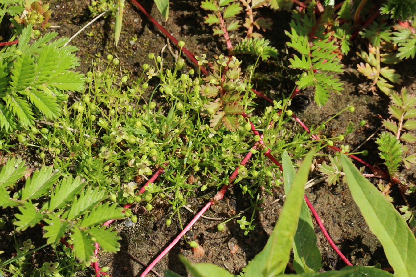 Image of Sagina procumbens specimen.