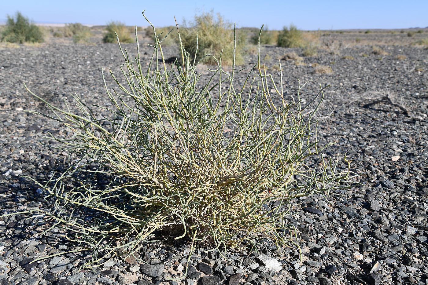 Image of Arthrophytum balchaschense specimen.