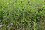 Phacelia tanacetifolia