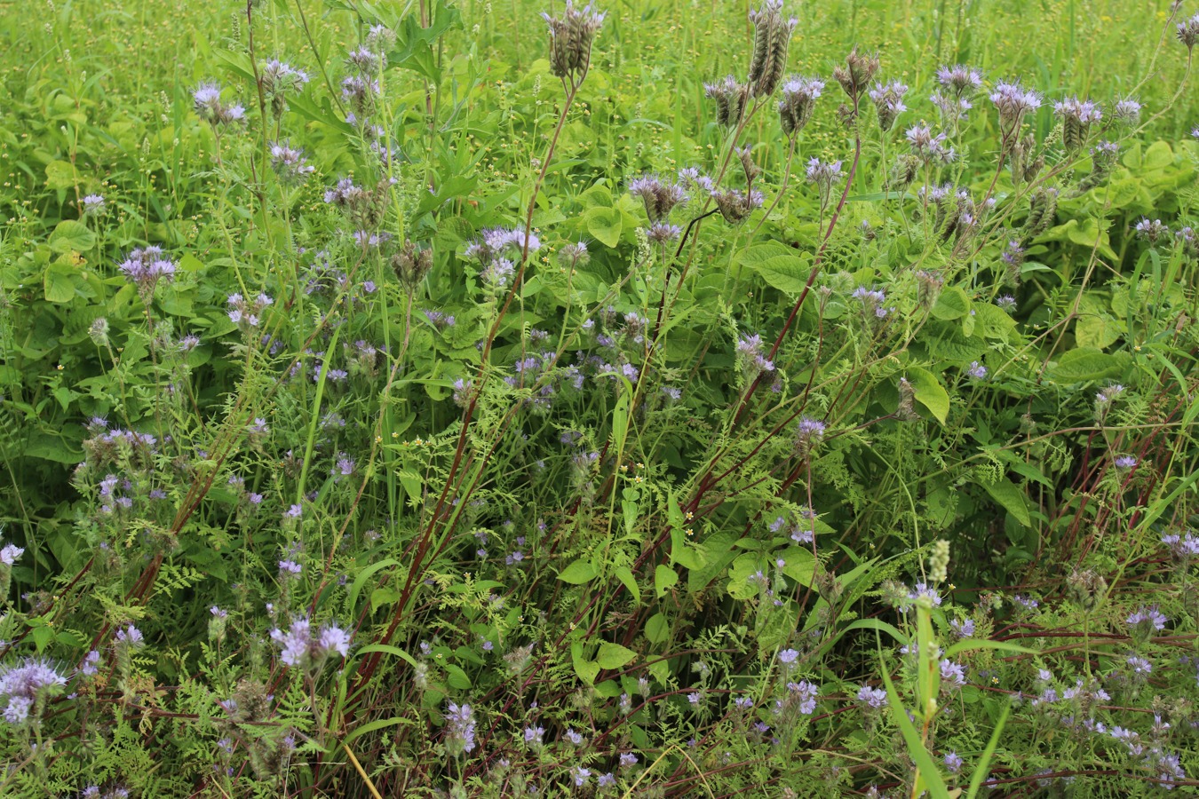 Изображение особи Phacelia tanacetifolia.