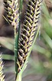 Carex omskiana