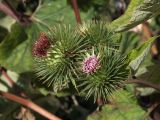 Смотреть изображение Arctium lappa