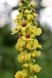 Смотреть изображение Verbascum nigrum