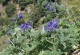 View full-size image Delphinium brachycentrum
