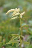 View full-size image Aruncus dioicus