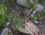 View full-size image genus Corydalis