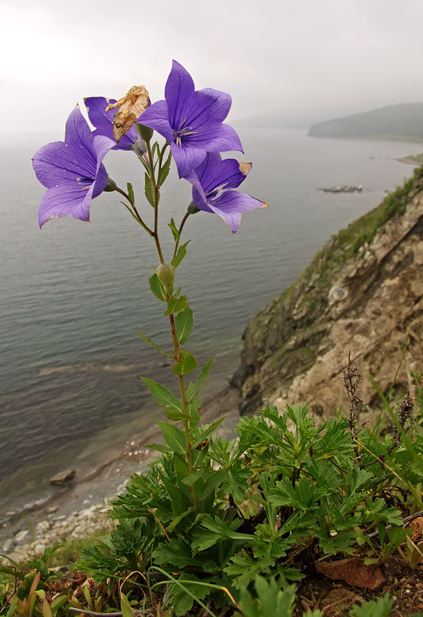 Image of Platycodon grandiflorus specimen.