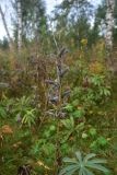 View full-size image Lupinus polyphyllus