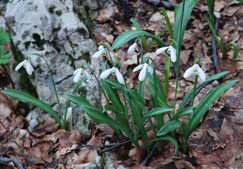 Изображение особи Galanthus plicatus.