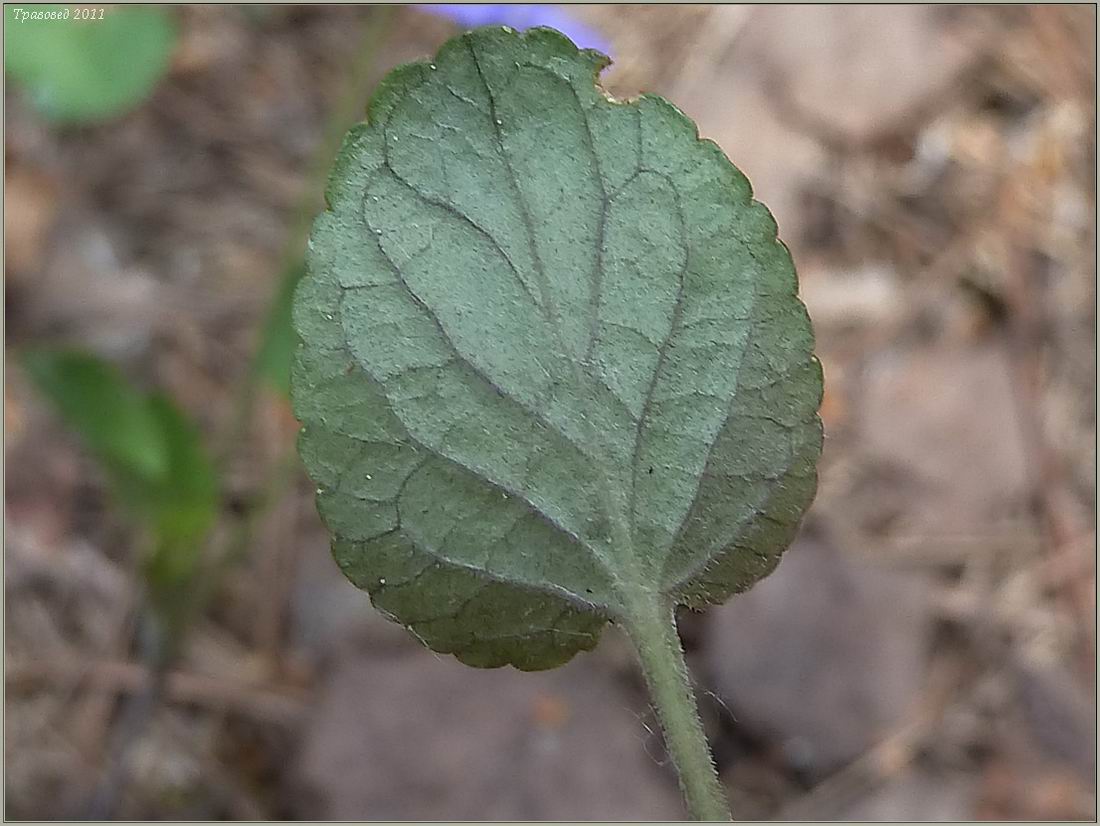 Image of Viola rupestris specimen.