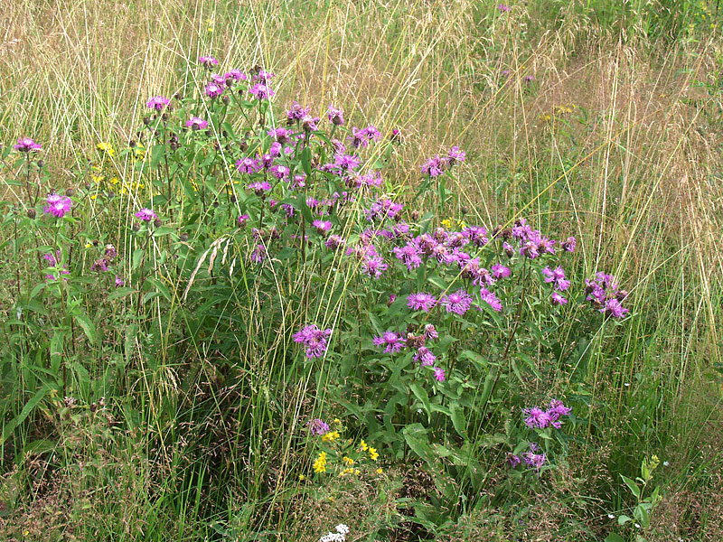 Image of Centaurea phrygia specimen.