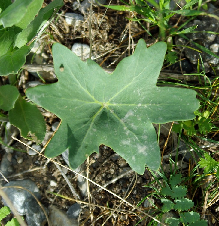 Изображение особи Megacarpaea orbiculata.