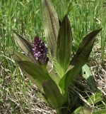 Dactylorhiza incarnata