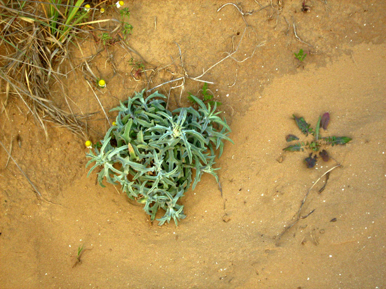 Image of Atractylis carduus specimen.