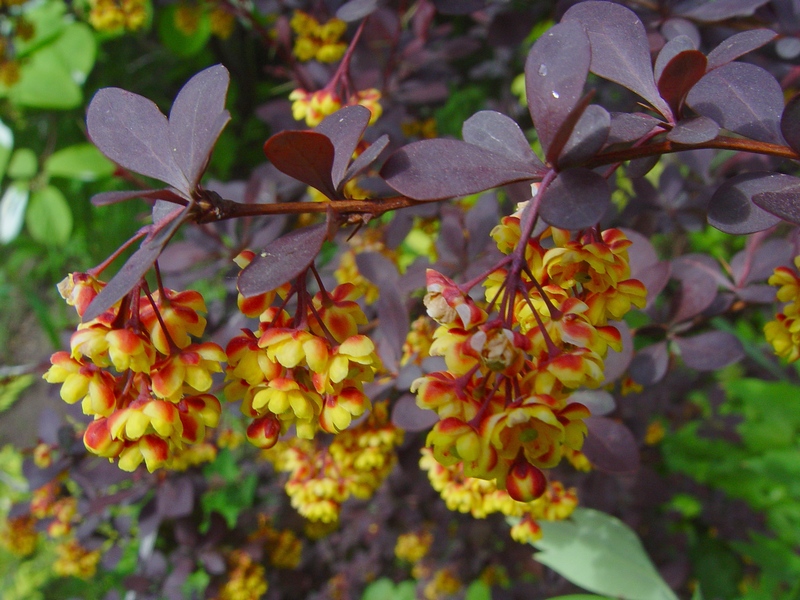 Image of Berberis &times; ottawensis specimen.