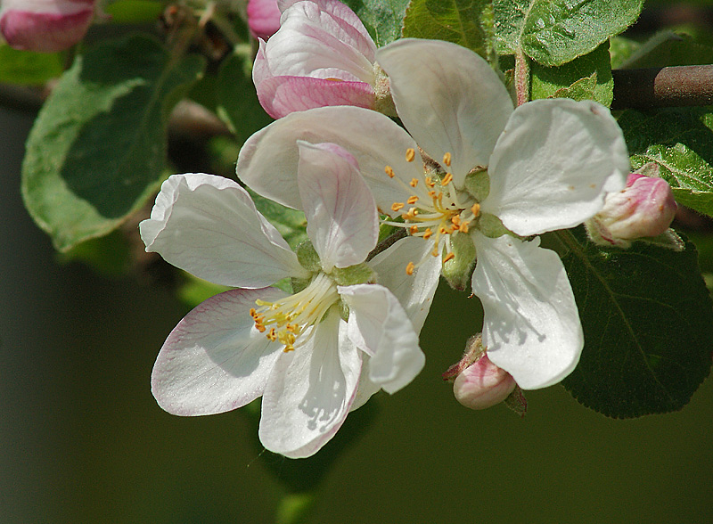 Image of Malus domestica specimen.