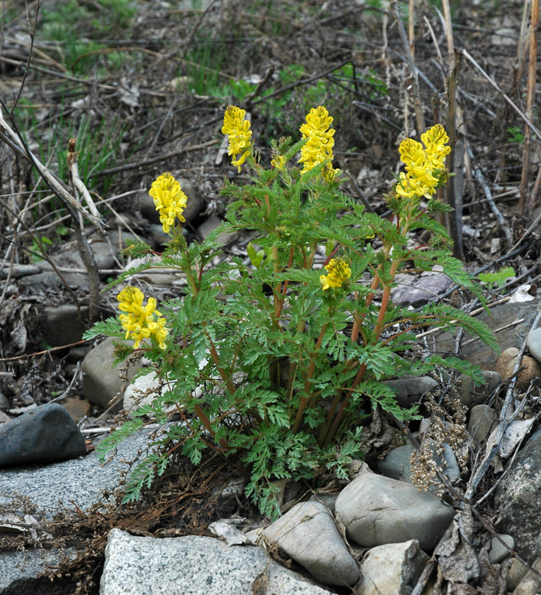 Image of Corydalis speciosa specimen.