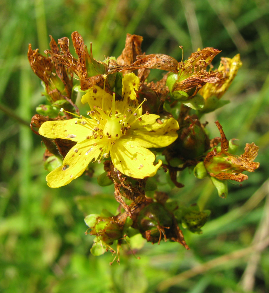 Image of Hypericum maculatum specimen.