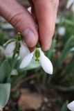 Galanthus graecus