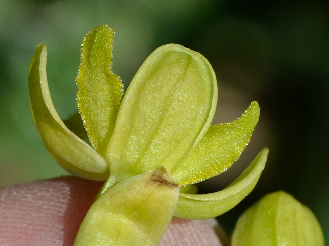 Image of Ophrys lutea ssp. galilaea specimen.