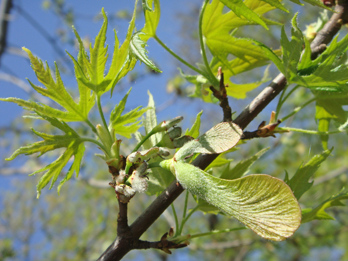 Image of Acer saccharinum specimen.