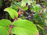 Hypericum androsaemum