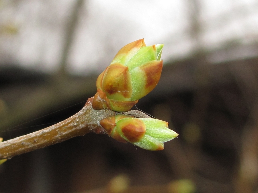 Изображение особи Syringa vulgaris.