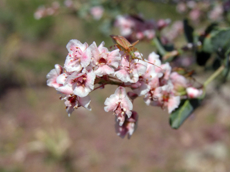 Изображение особи Atraphaxis seravschanica.