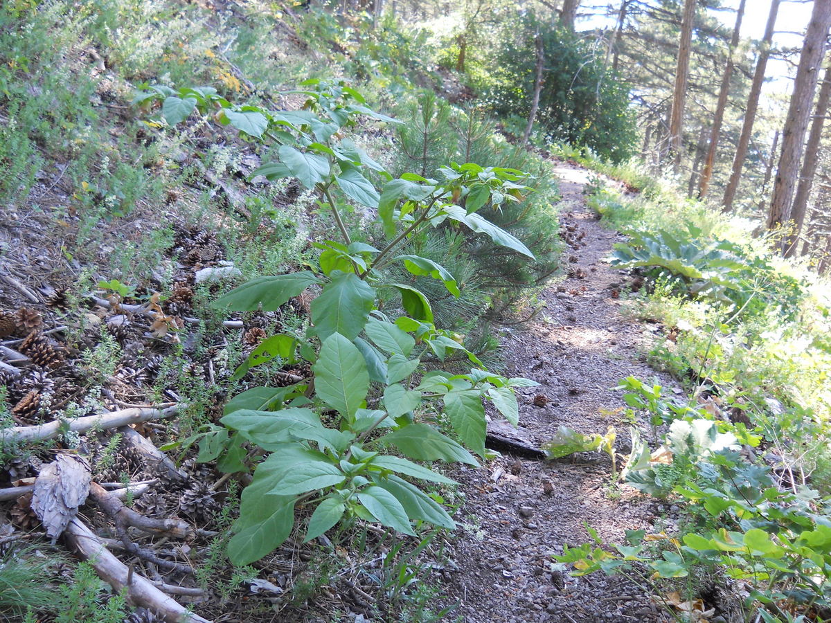 Image of Atropa bella-donna specimen.