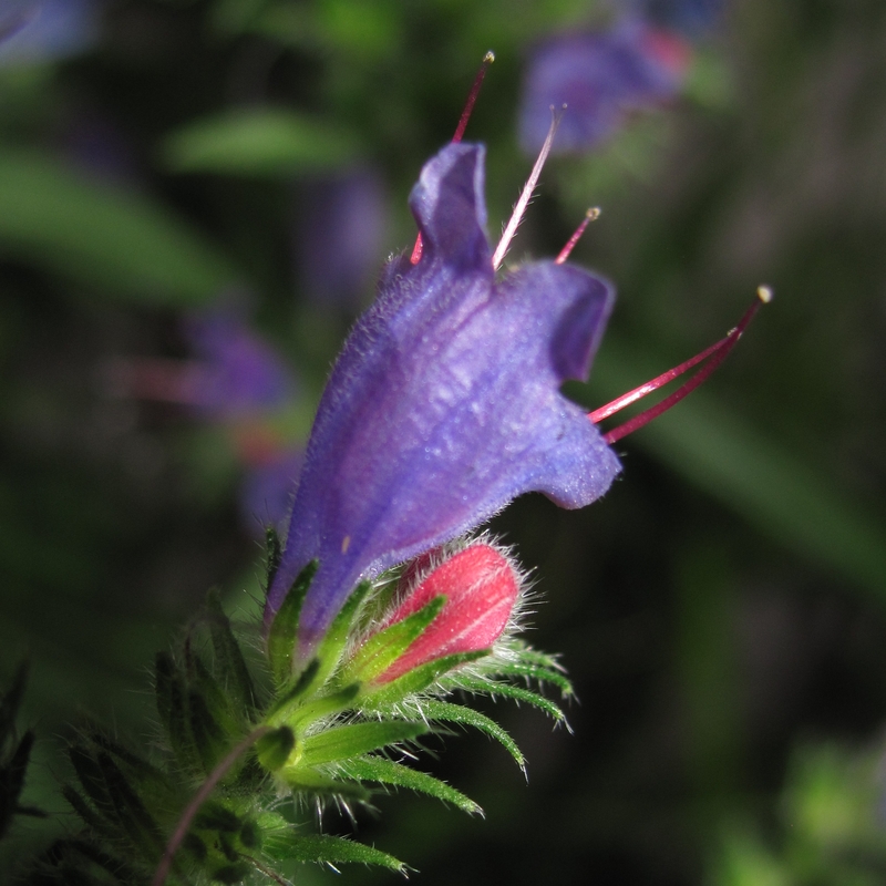 Изображение особи Echium vulgare.