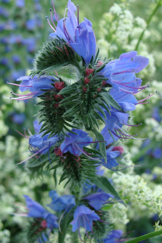 Изображение особи Echium vulgare.